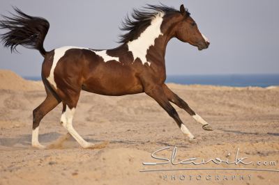 Araber_Pinto120932.JPG