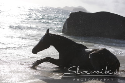 Araber_Seychellen908157.JPG