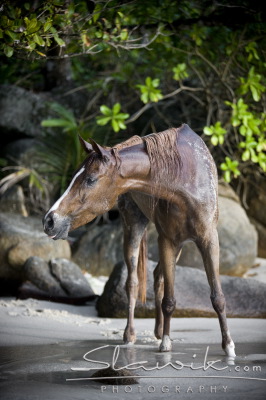 Araber_Seychellen908208.JPG