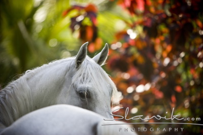Araber_YosraShaqab3.JPG