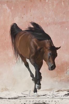 Araber_Kenz120927.JPG