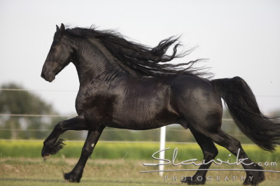 Friese_Tamino90890.JPG