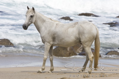 Seychellen_Pony90824.JPG