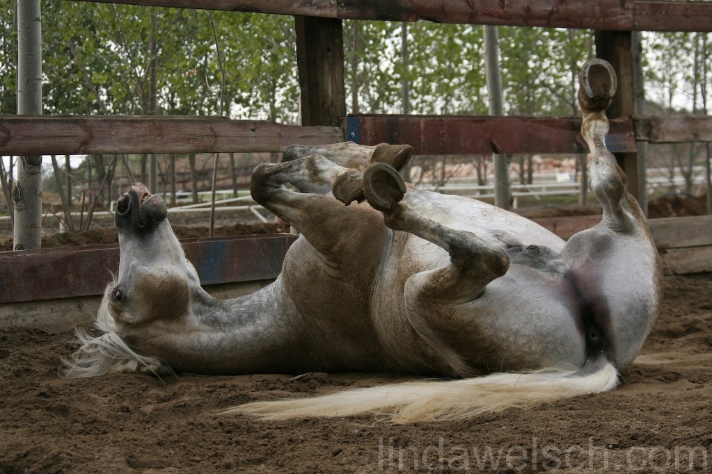 Araber_Seychellen908157.JPG