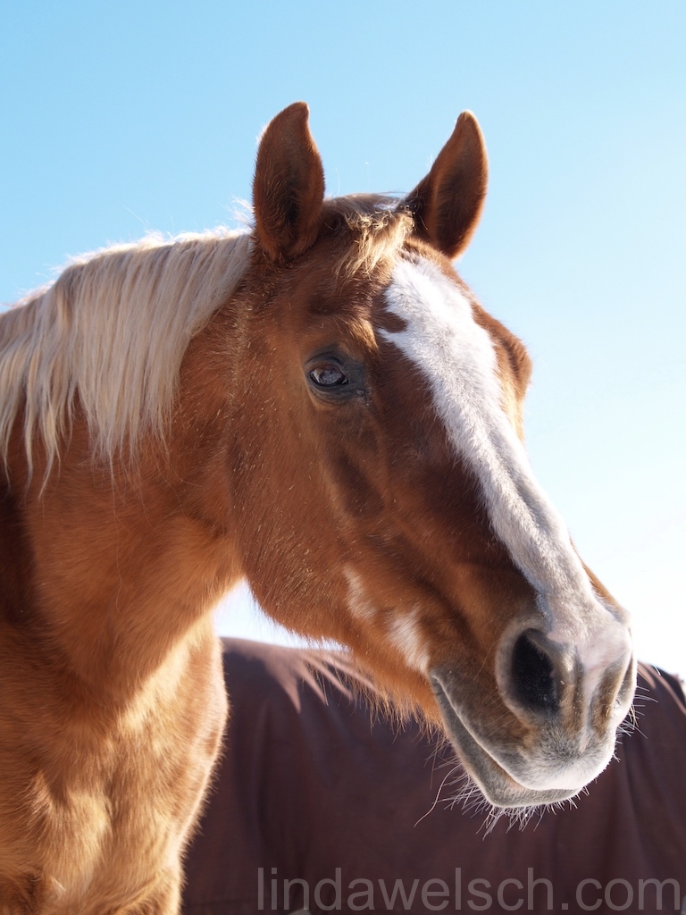 Gero the Hero from JBK Intl. - HaflingxArab.jpg