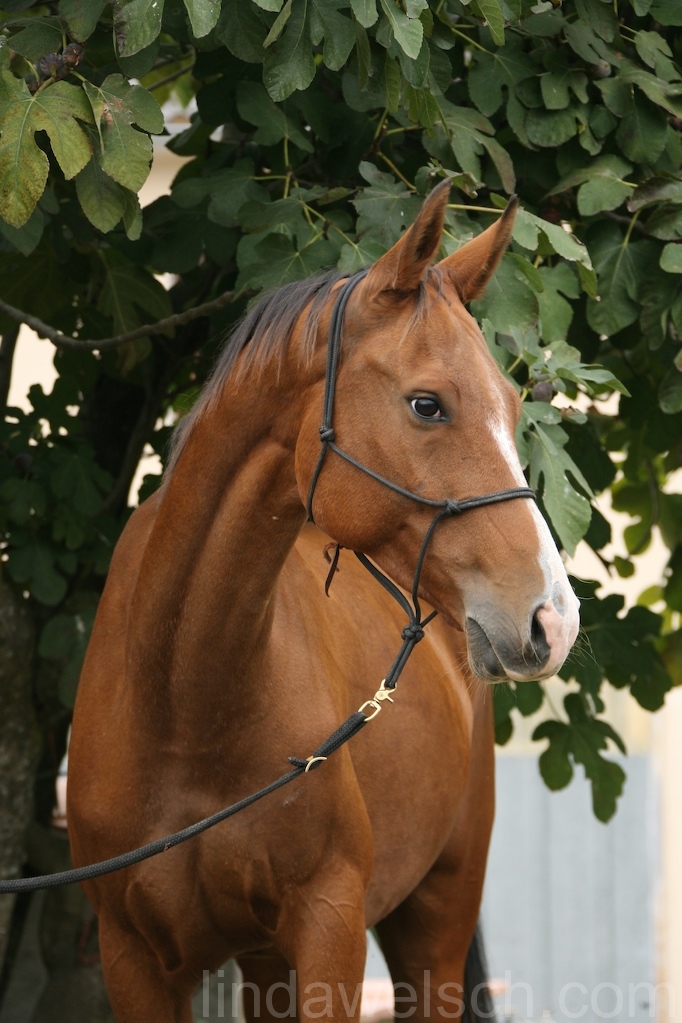 Kalinka from Alaman Stud 2.jpg