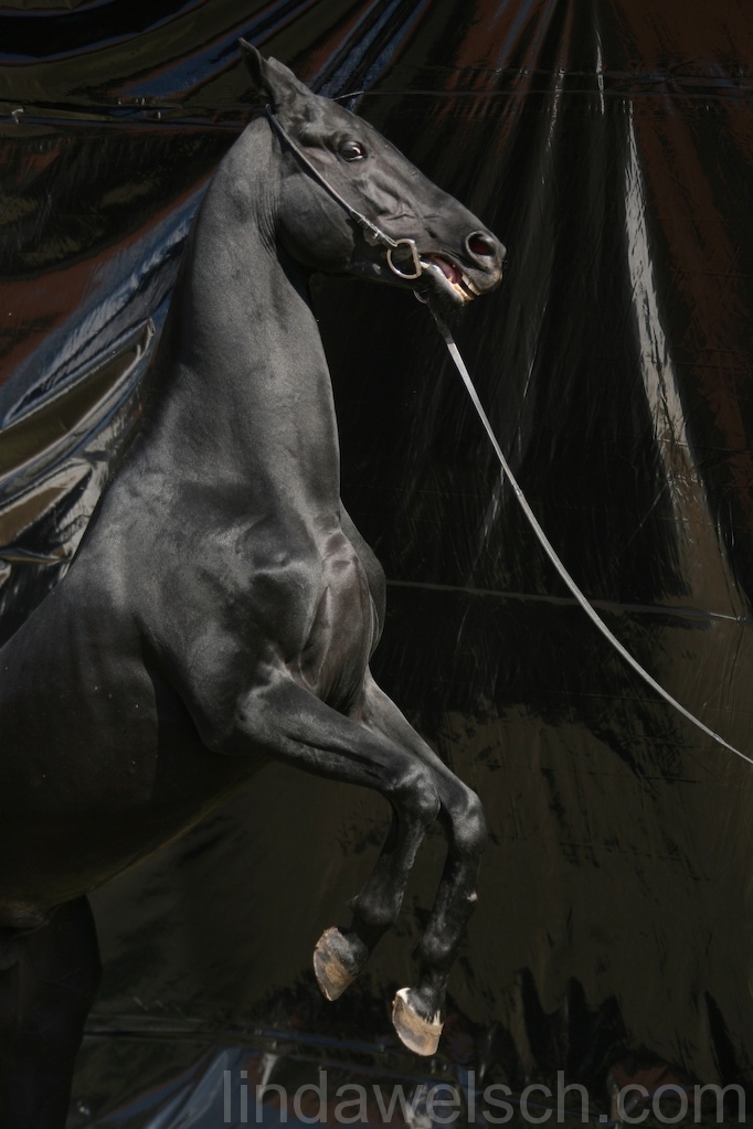 Tukleky 2007 - Black Collection  553.jpg
