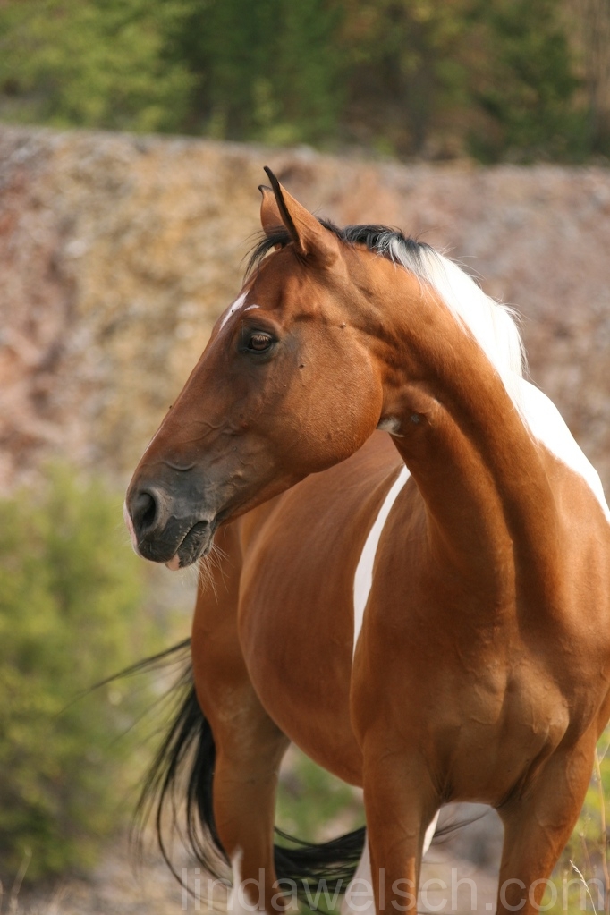 West - Czech Warmblood.jpg