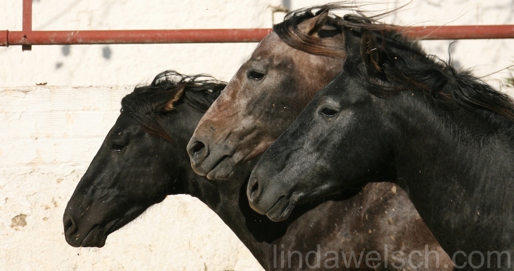 Young Stallions PRE.jpg