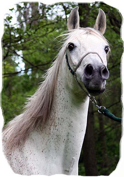 duci5.jpg