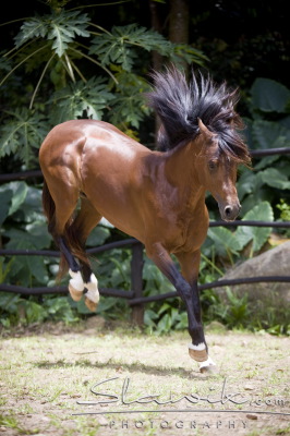 Araber_LaithShaqab0.JPG