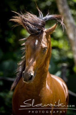 Araber_LaithShaqab5.JPG