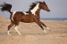 Araber_Pinto120932.JPG