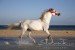 Araber_Sabrina120944.JPG