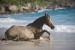 Araber_Seychellen90825.JPG