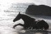 Araber_Seychellen908157.JPG