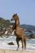 Araber_Seychellen9081293b.JPG