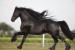 Friese_Tamino90890.JPG