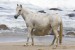 Seychellen_Pony90824.JPG