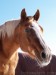 Gero the Hero from JBK Intl. - HaflingxArab.jpg