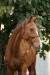 Kalinka from Alaman Stud 2.jpg