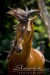 Araber_LaithShaqab5.JPG