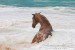 Araber_Monsoon909201.JPG